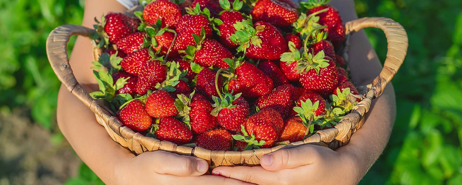 Alla scoperta delle Fragole