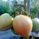 xnatus Coltivare pomodori nell'orto