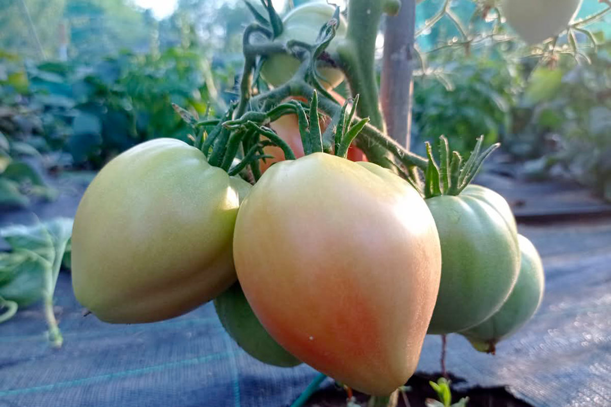 xnatus Coltivare pomodori nell'orto