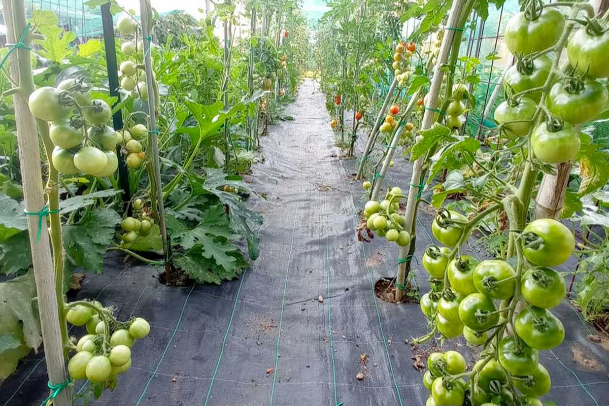 xnatus Coltivare pomodori nell'orto