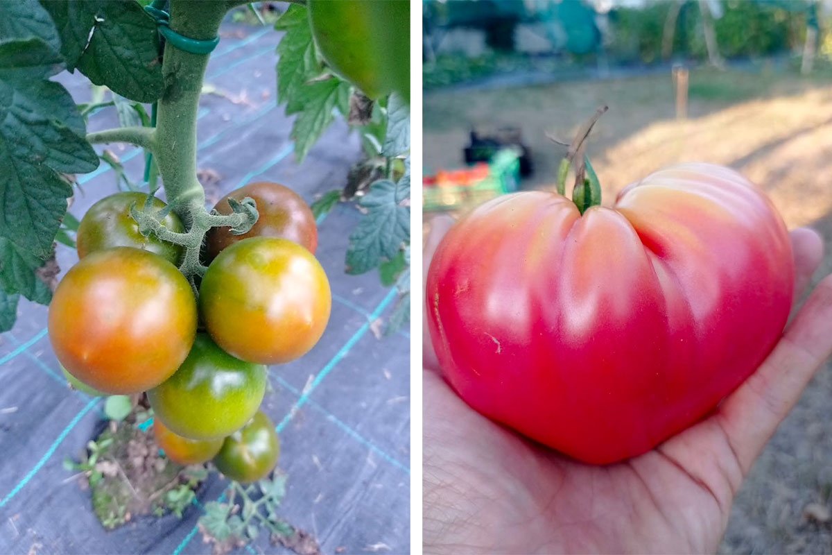 xnatus Coltivare pomodori nell'orto