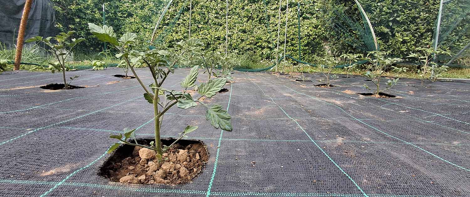 xnatus Coltivare pomodori nell'orto