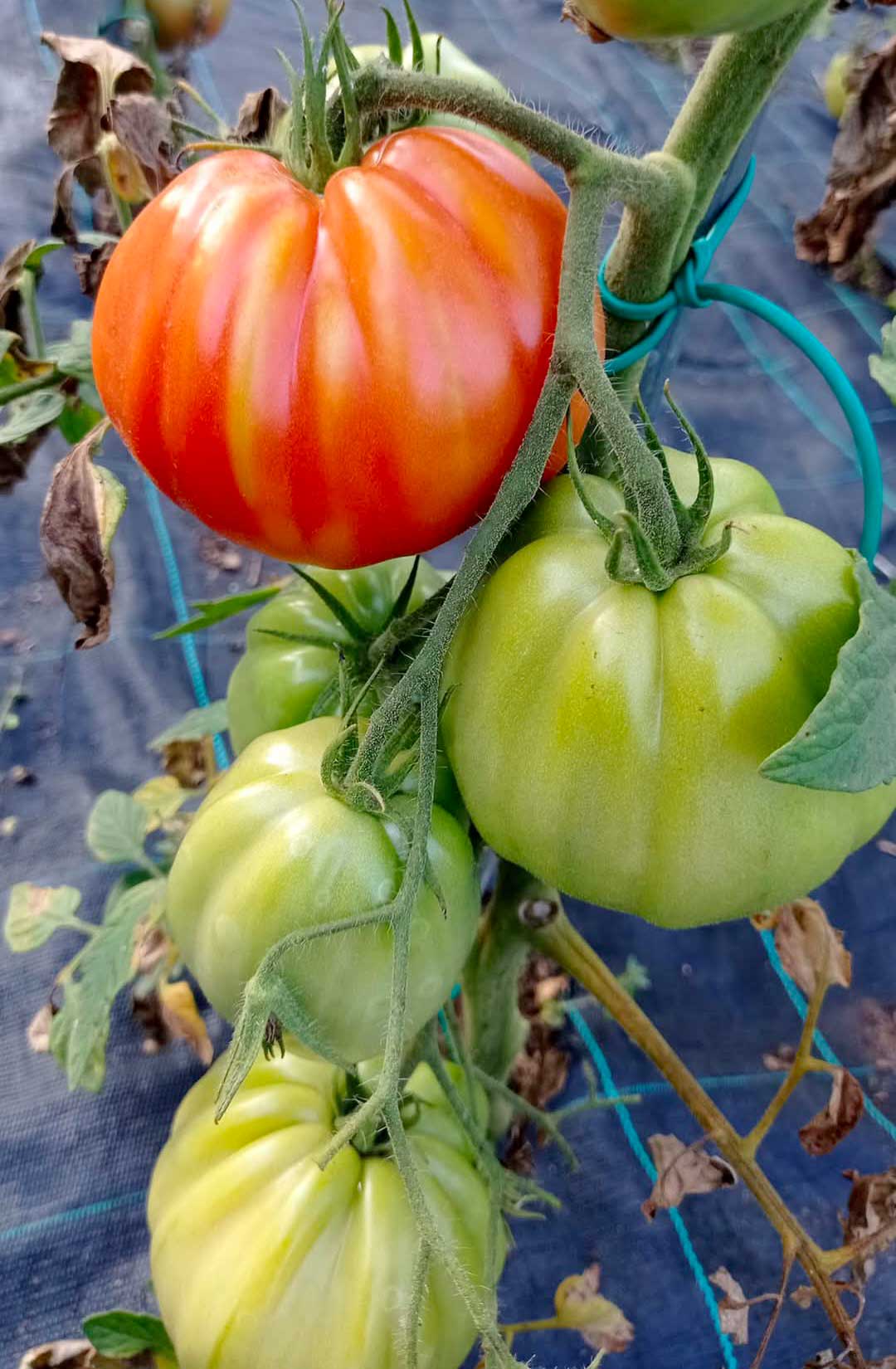 xnatus Coltivare pomodori nell'orto
