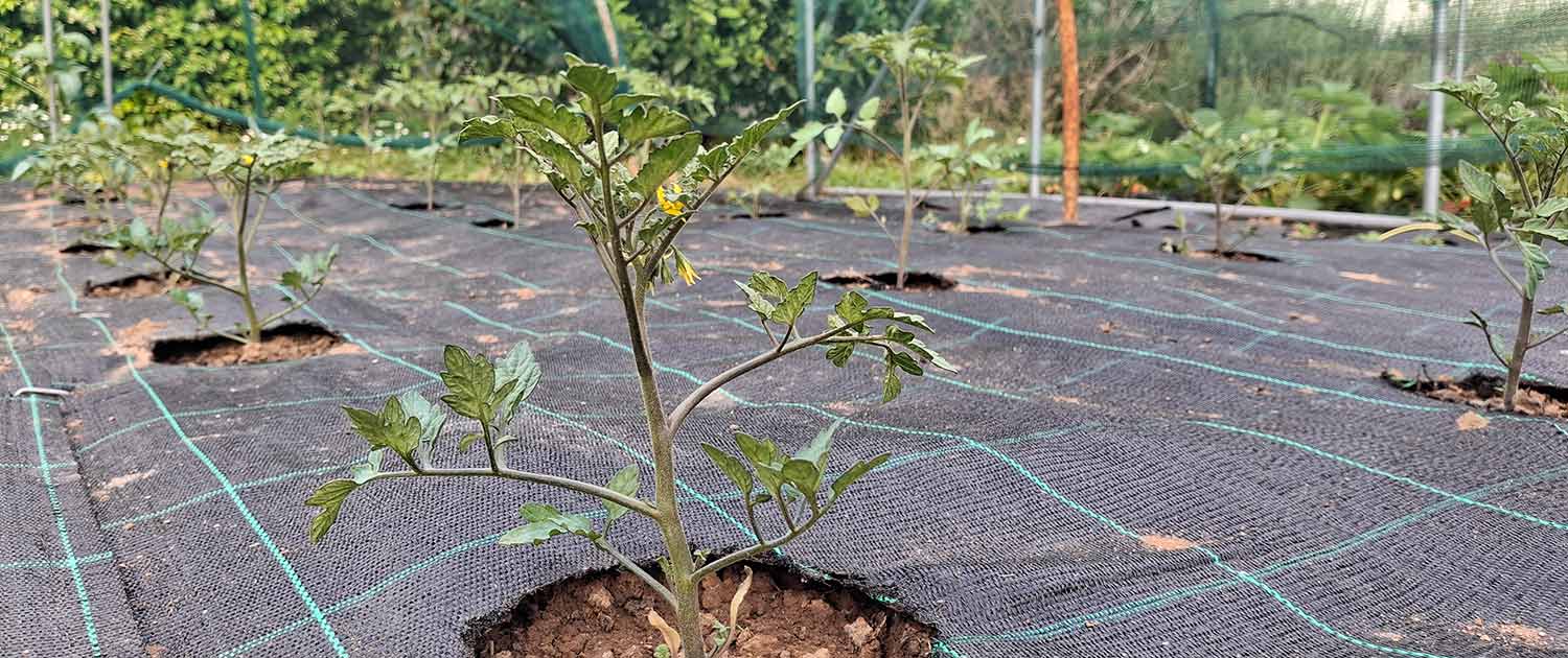 xnatus Coltivare pomodori nell'orto