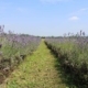 Lavanda Stellare - Cornate d’Adda Domenica 6 Luglio 2025