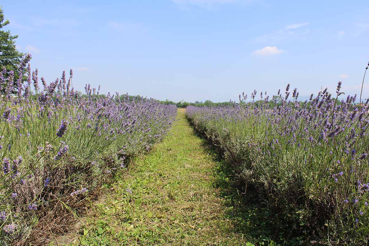 Lavanda Stellare - Cornate d’Adda Domenica 6 Luglio 2025
