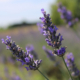 xnatus - Fior di Lavanda – Domenica 29 Giugno 2025