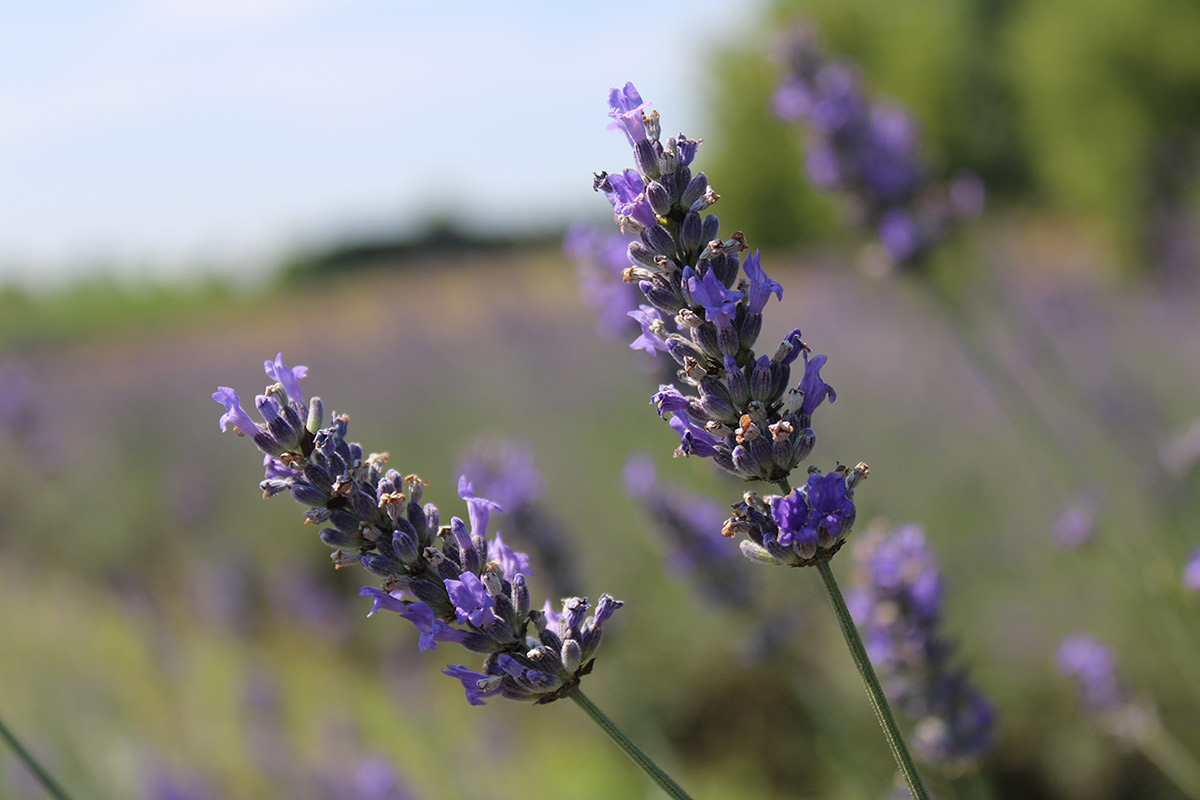xnatus - Fior di Lavanda – Domenica 29 Giugno 2025