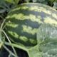 Anguria: il frutto dell’estate