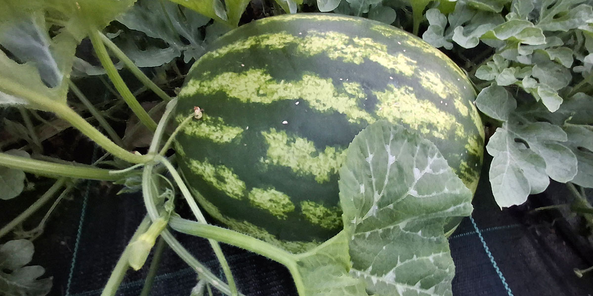 Anguria: il frutto dell’estate
