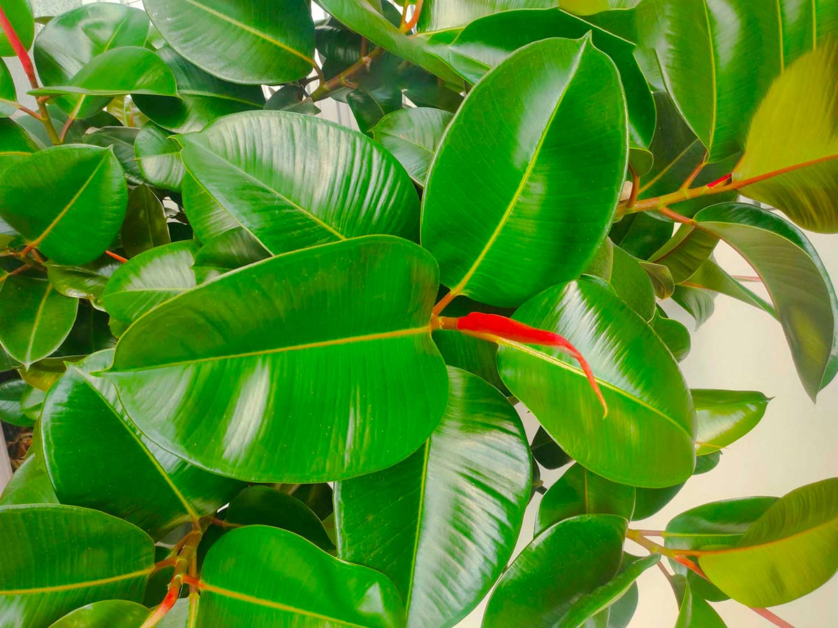 Ficus elastica