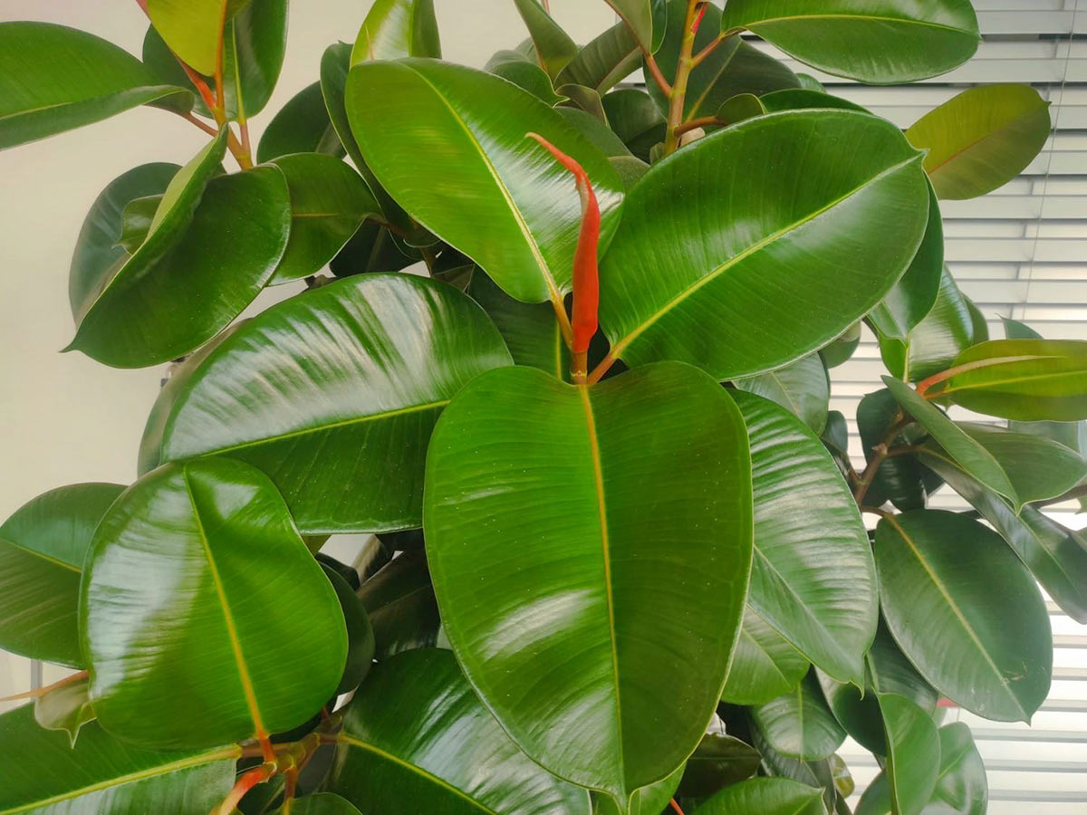 Ficus elastica