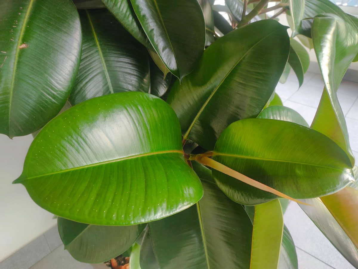 Ficus elastica
