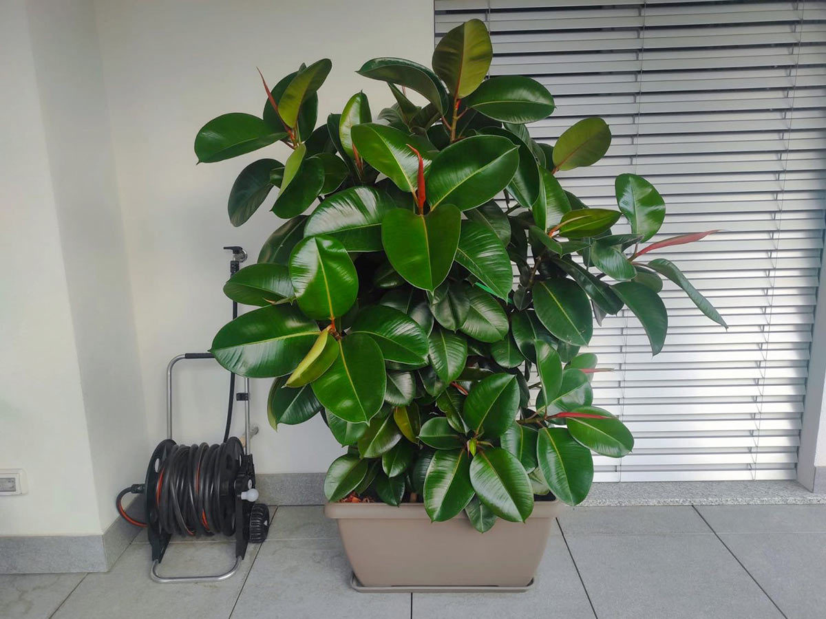 Ficus elastica