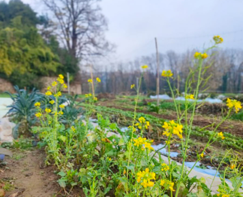 L'Orto del Baffo - l'orto del benessere