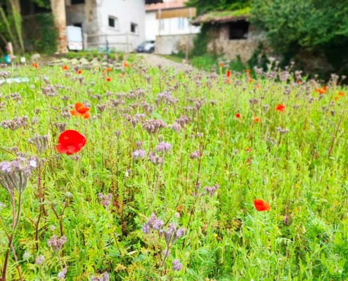 L'Orto del Baffo - l'orto del benessere