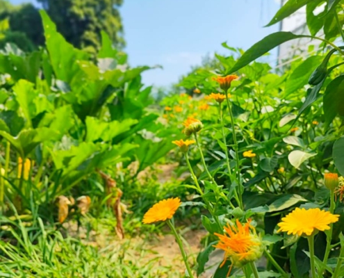 L'Orto del Baffo - l'orto del benessere