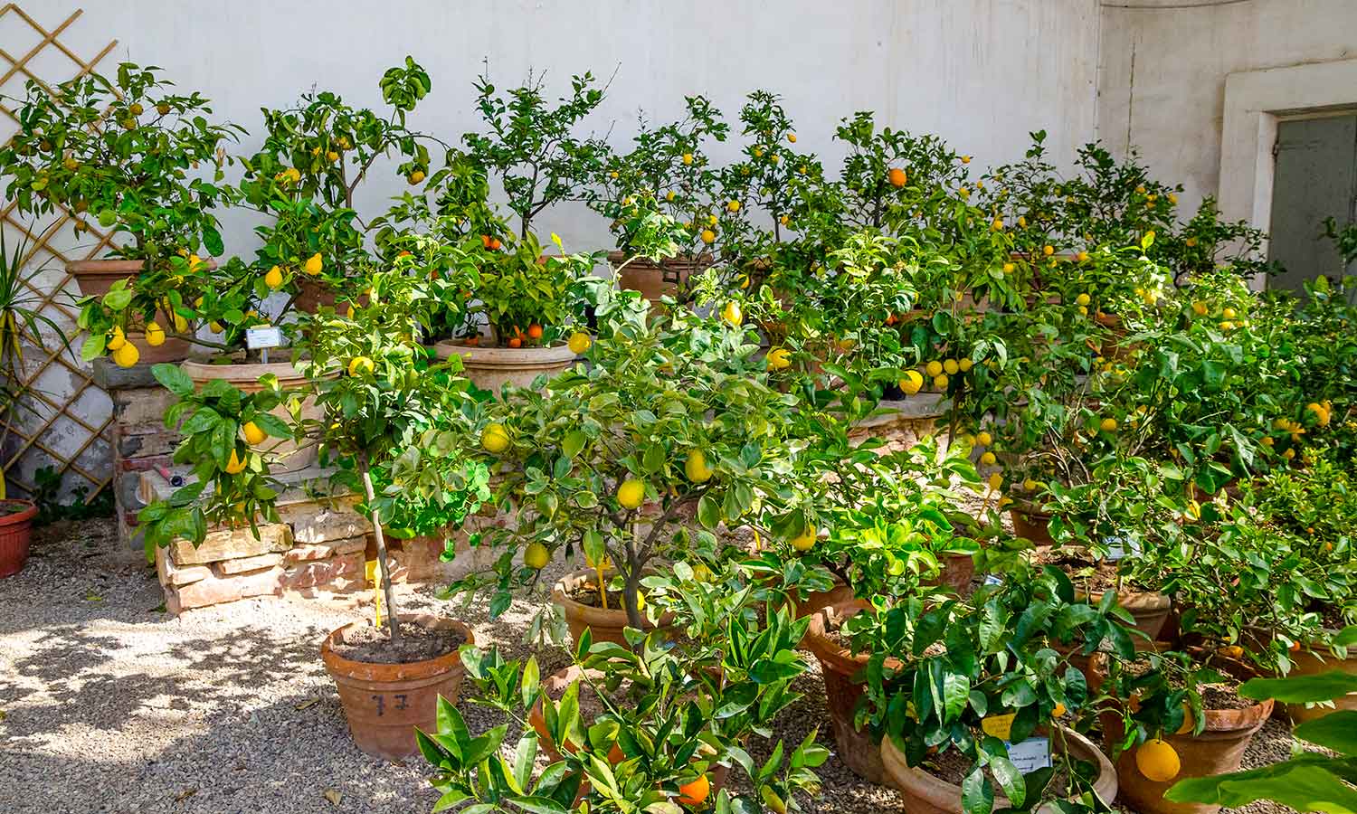 agrumi piante da frutto agrumi piante da frutto