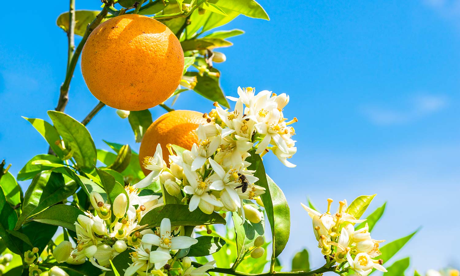 agrumi piante da frutto fiori zagara agrumi piante da frutto fiori zagara