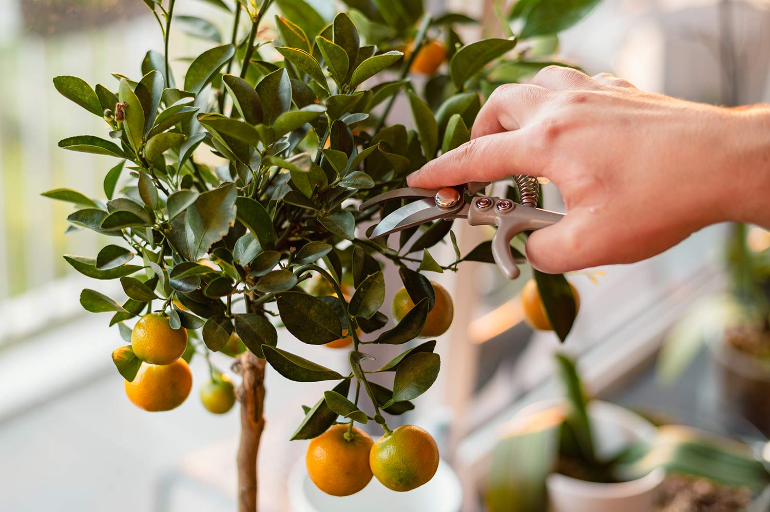 piante di agrumi potatura piante di agrumi potatura