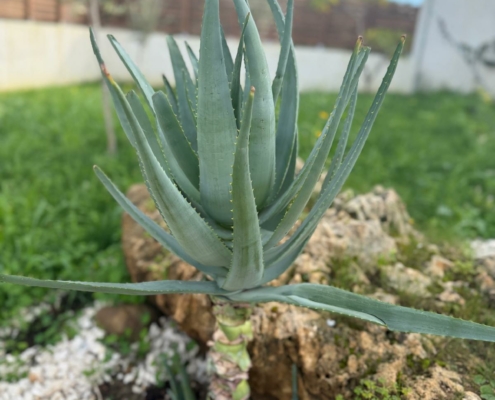 La pianta dell’aloe