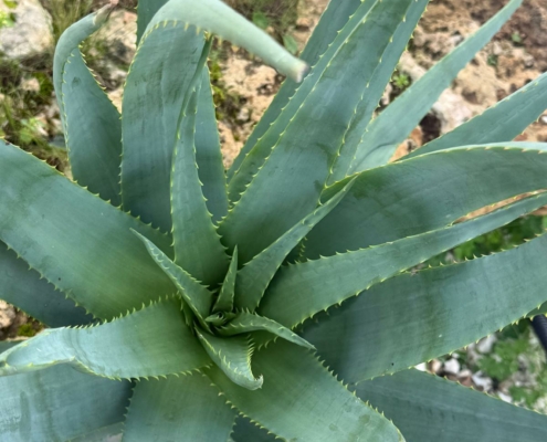 La pianta dell’aloe