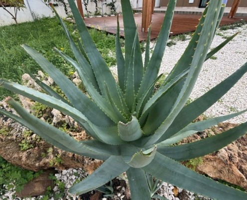 La pianta dell’aloe