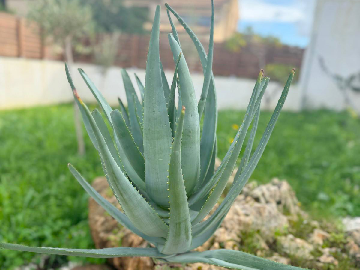 La pianta dell’aloe
