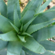 La pianta dell’aloe