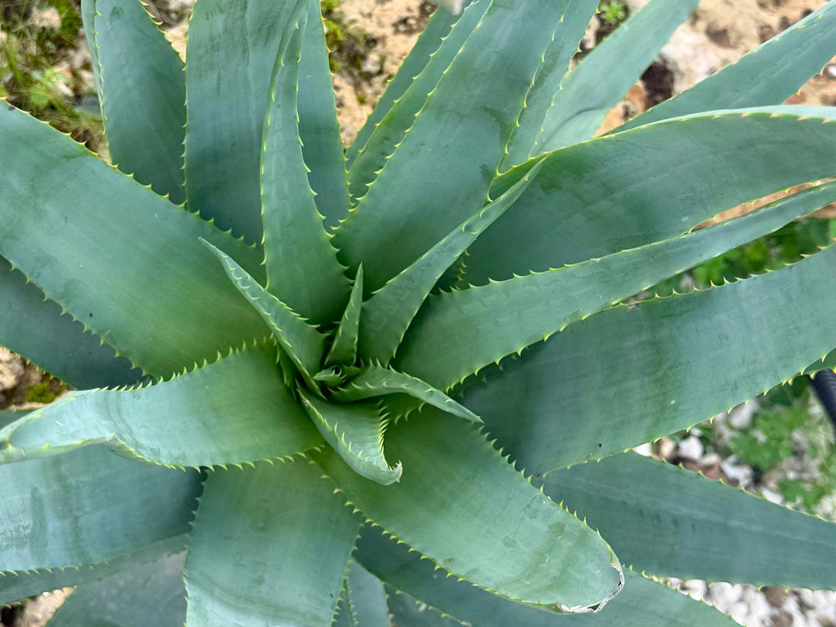 La pianta dell’aloe
