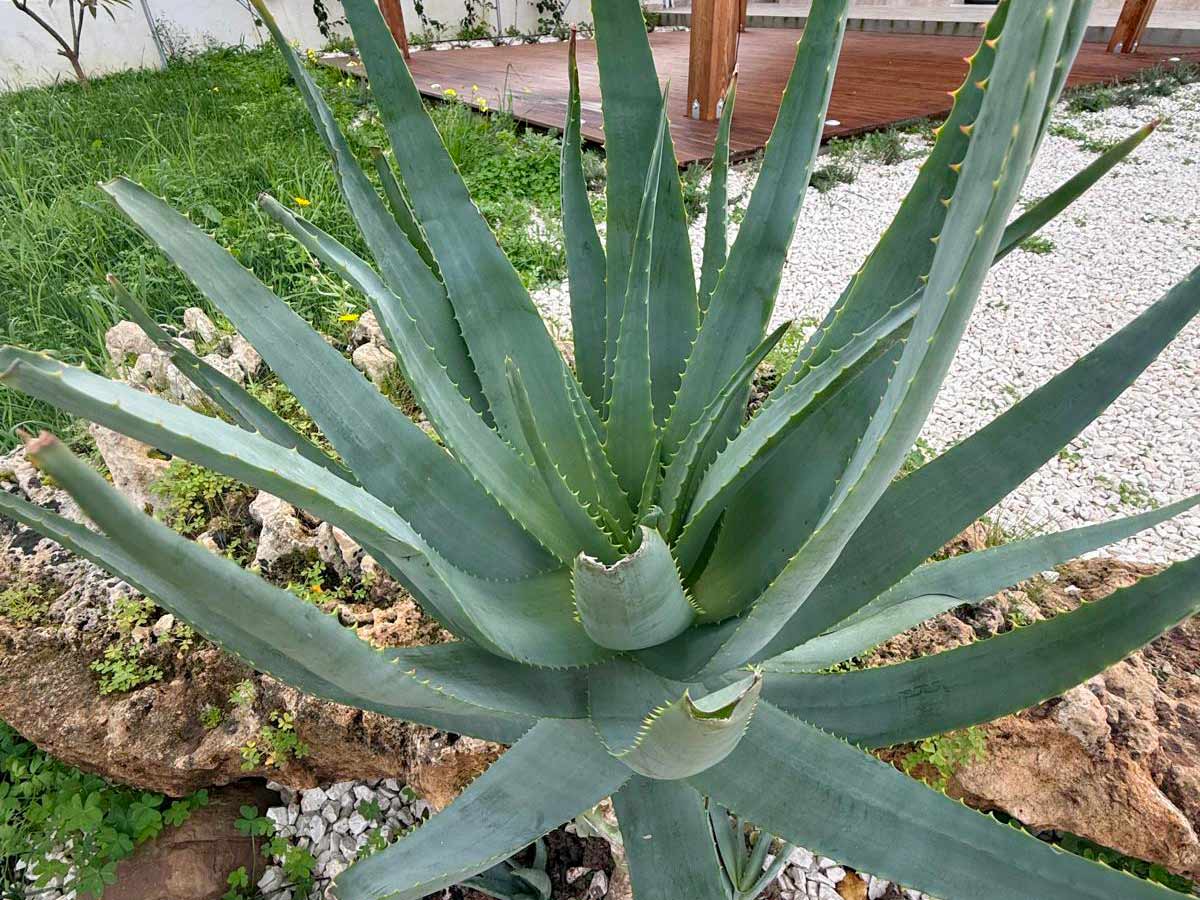 La pianta dell’aloe
