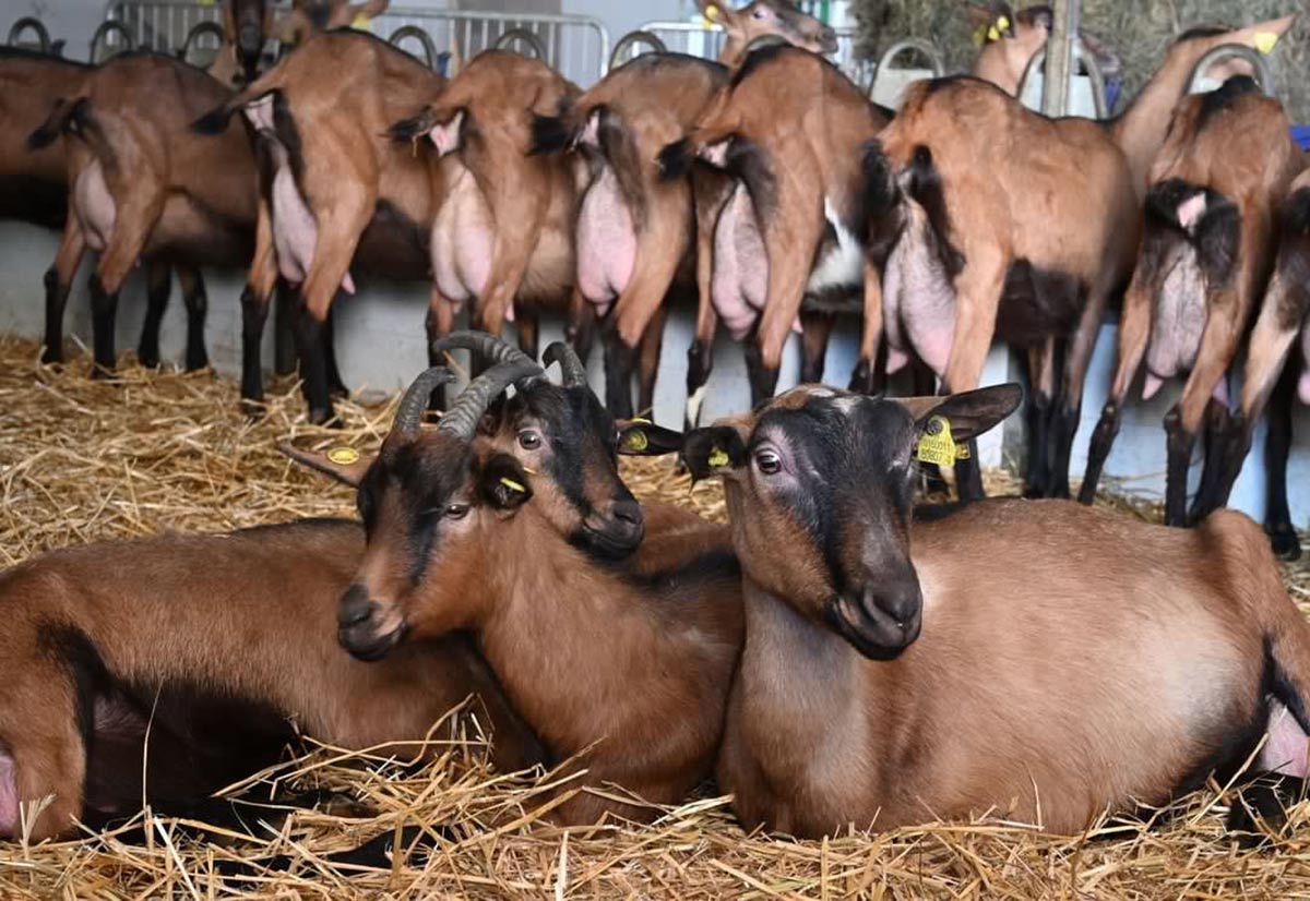 Goat Yoga & Aperitivo CmZero - Azienda Agricola Cascina Sbianca