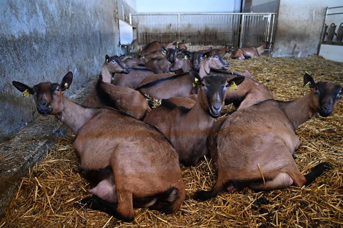 Goat Yoga & Aperitivo CmZero - Azienda Agricola Cascina Sbianca
