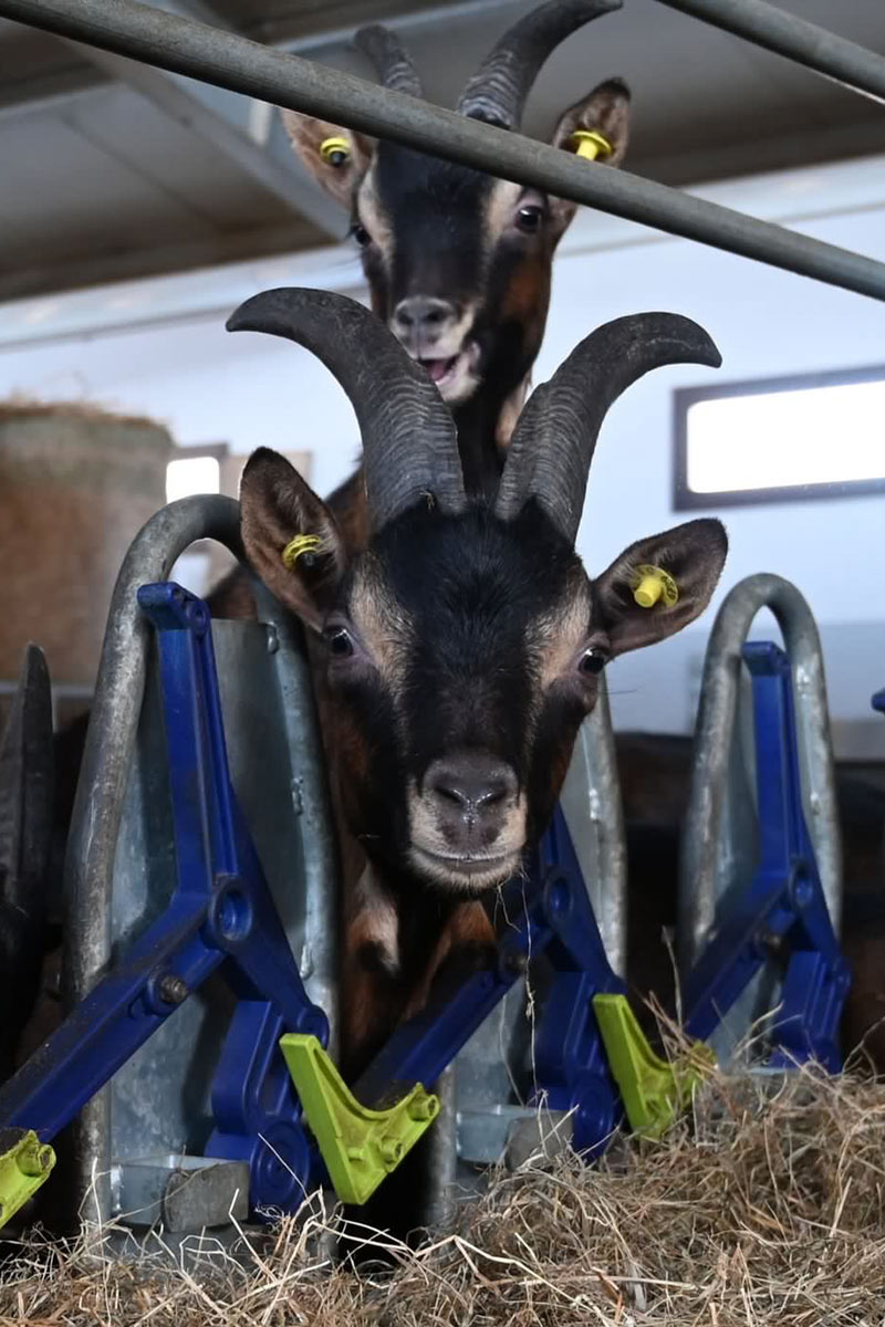 Goat Yoga & Aperitivo CmZero - Azienda Agricola Cascina Sbianca