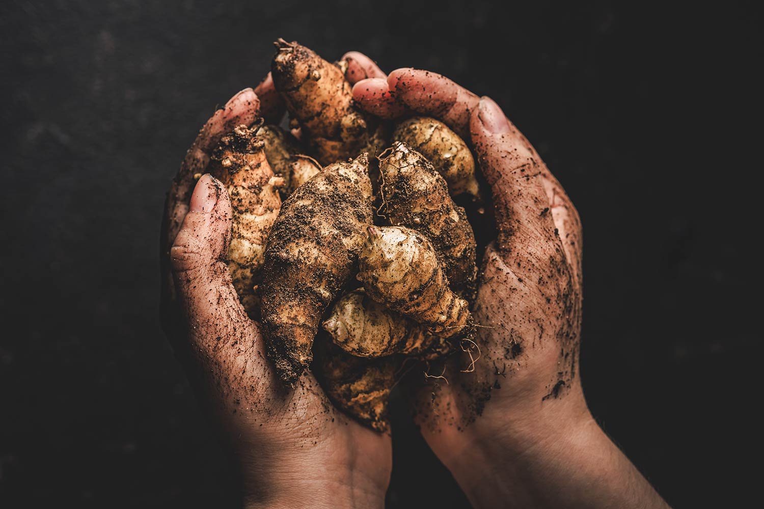 Topinambur-bulbi_NVT