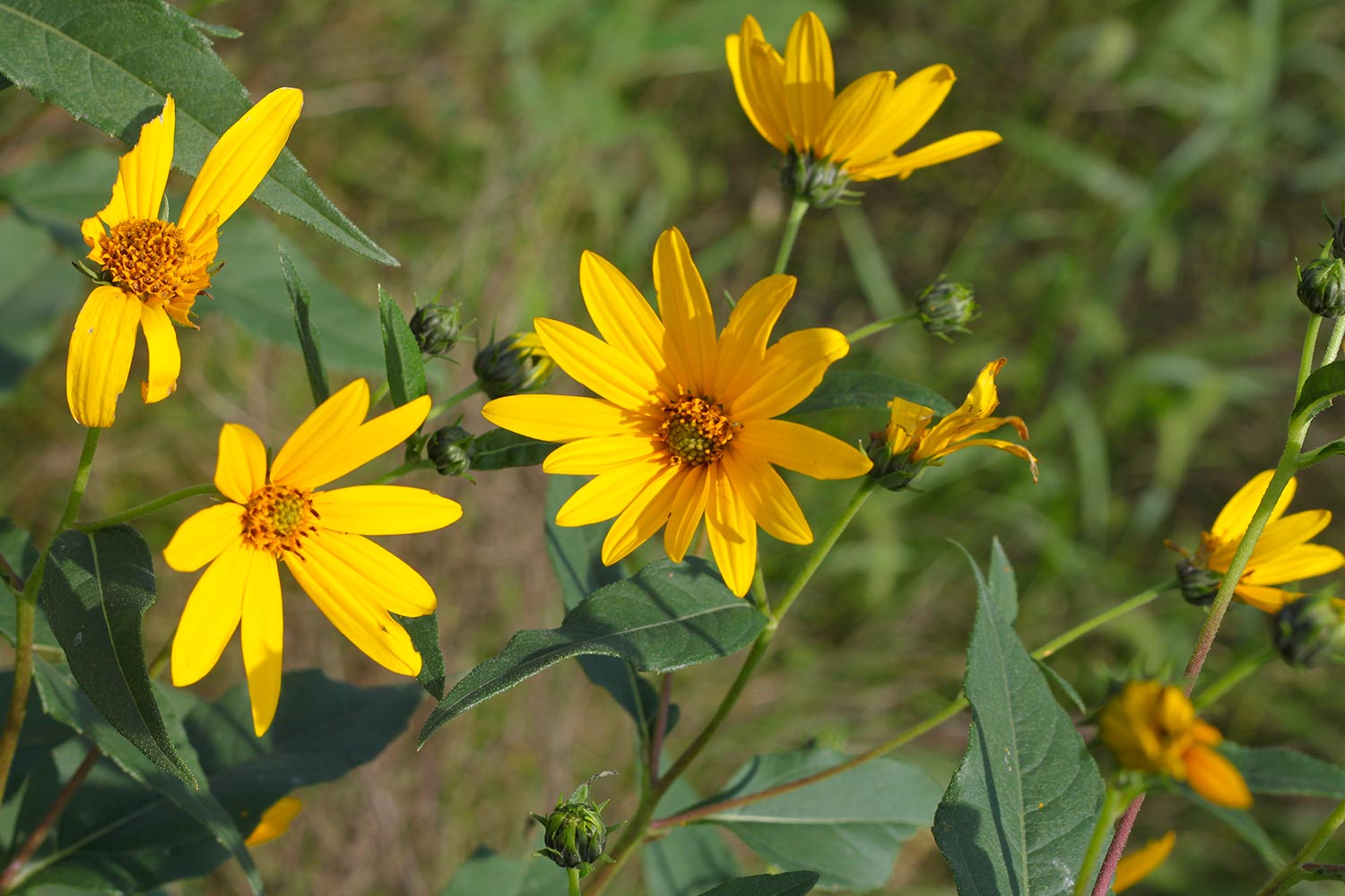 Topinambur-pianta-fiore_NVT