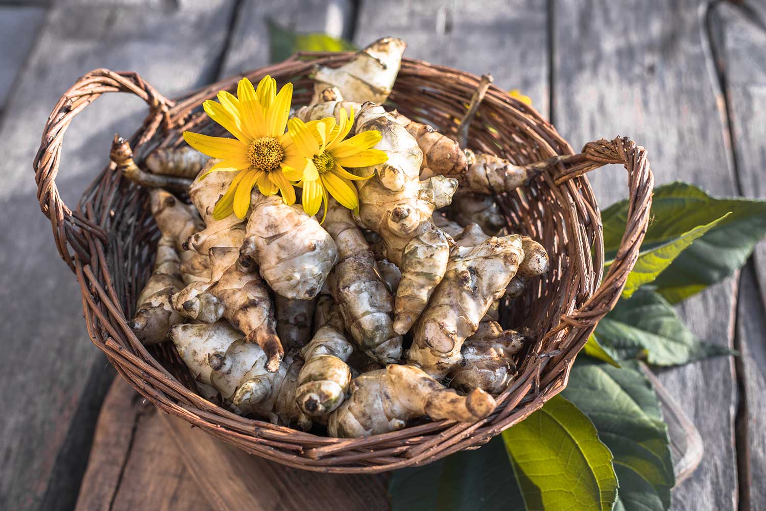 Topinambur-tubero-fiore_NVT