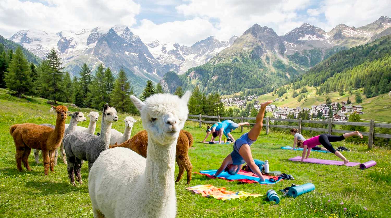 Yoga e Trekking con Alpaca – Caspoggio 20-21 Giugno 2026