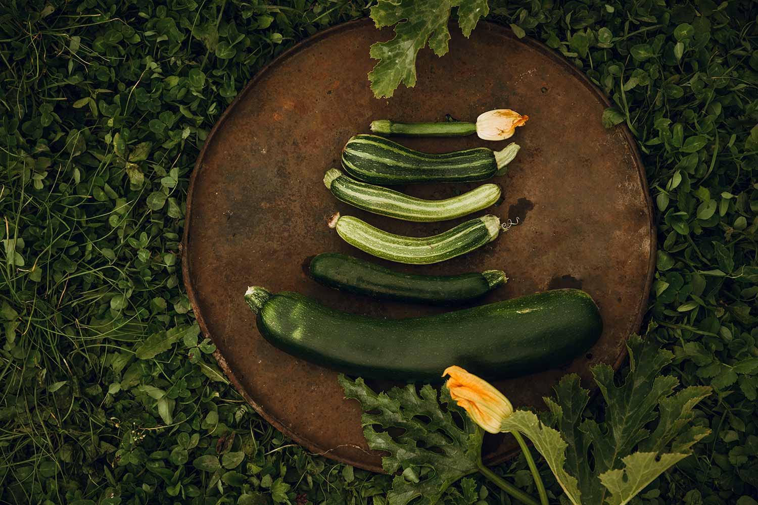 xnatus-Coltivazione-piante-zucchine_03